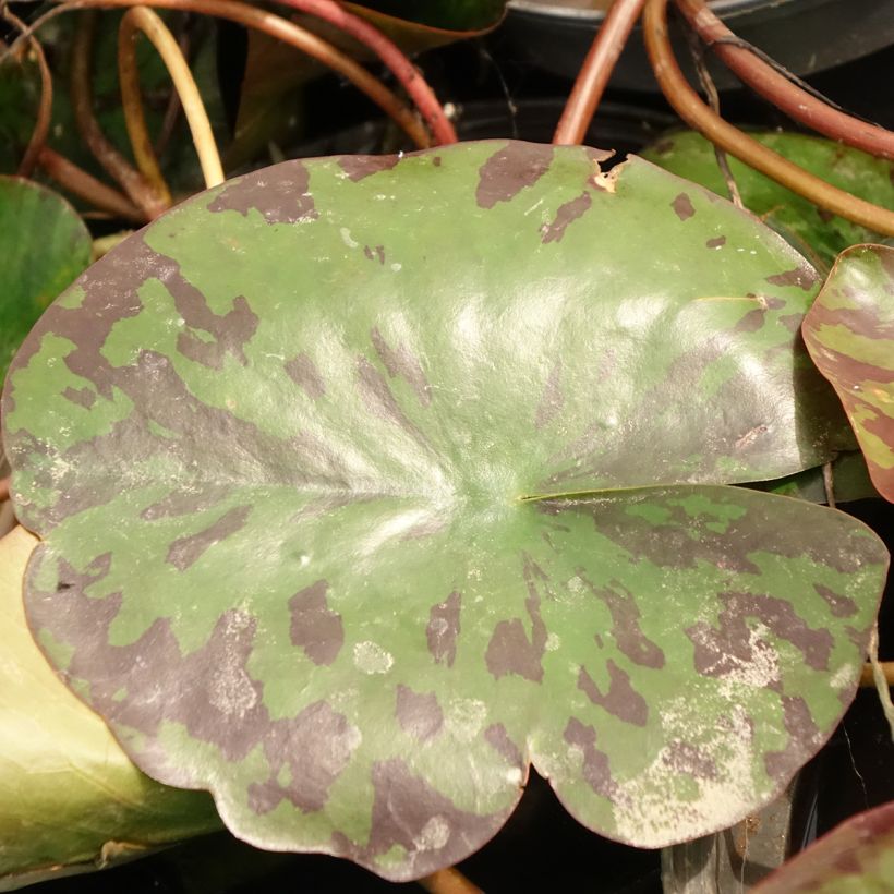 Nymphaea Alba Delicata (Fogliame)