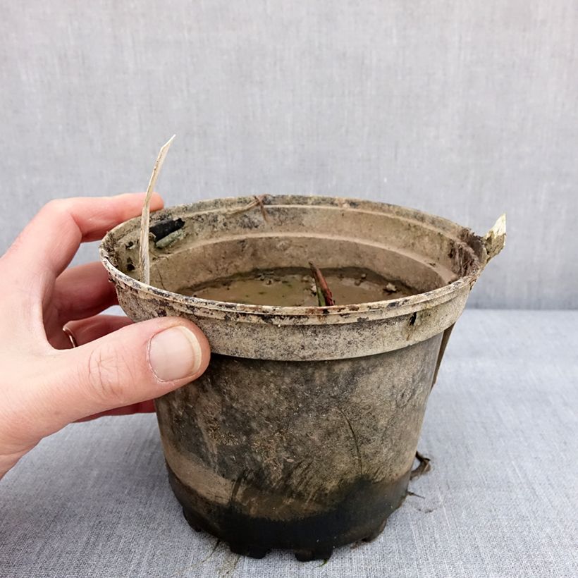 Nymphaea Alba Delicata Vaso da 1,5L/2L esemplare consegnato in inverno