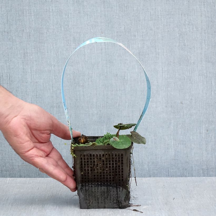 Esemplare di Nymphaea Almost Black Vaso da 1L/1,5L come consegnato in autunno