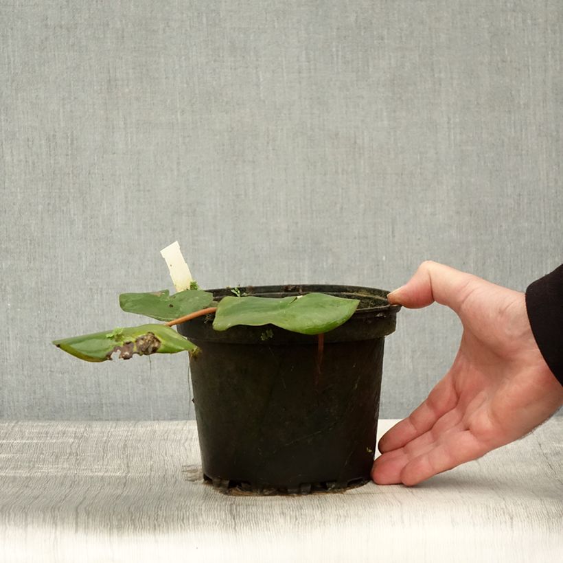 Esemplare di Nymphaea Amabilis Vaso da 1,5L/2L come consegnato in autunno