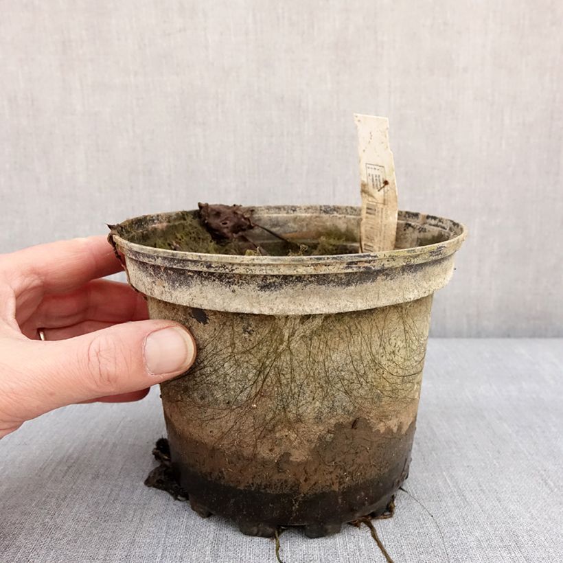 Nymphaea Amabilis Vaso da 1,5L/2L esemplare consegnato in inverno