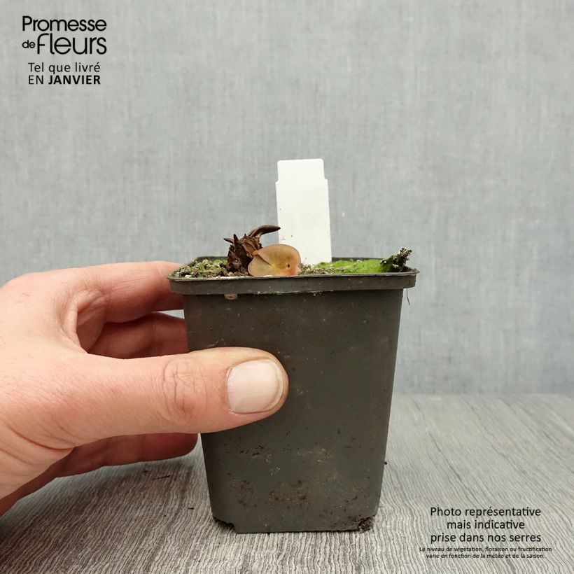 Nymphaea Attraction Vasetto da 8/9 cm esemplare consegnato in inverno