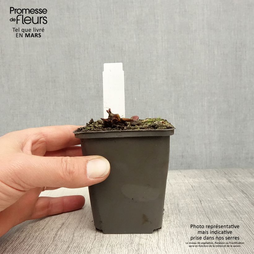 Nymphaea Attraction Vasetto da 8/9 cm esemplare consegnato in primavera