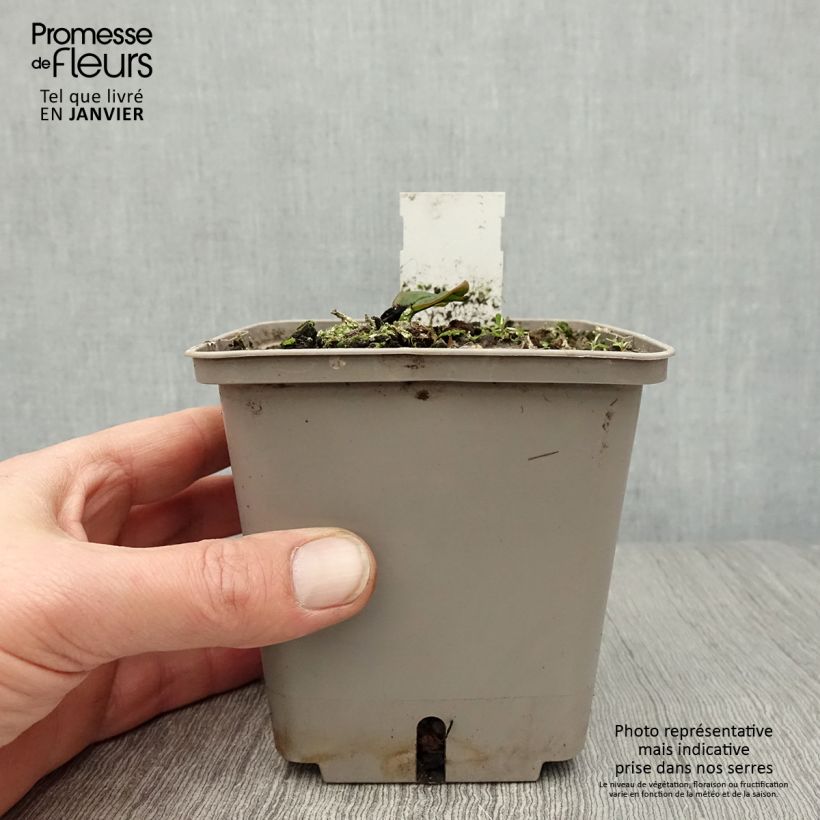 Nymphaea Attraction Vaso da 1L/1,5L esemplare consegnato in inverno