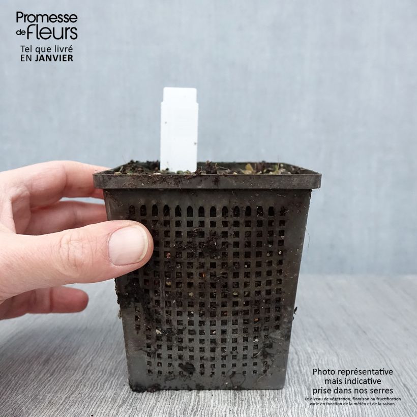 Nymphaea Aurora Vasetto da 8/9 cm esemplare consegnato in inverno