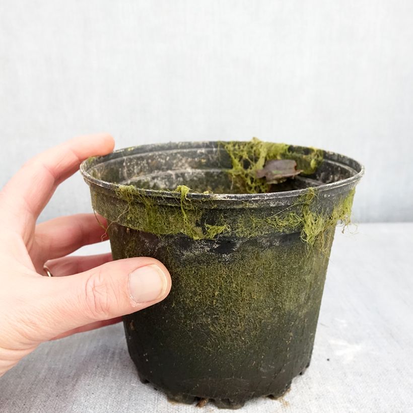 Nymphaea Barbara Davies Vaso da 1,5L/2L esemplare consegnato in inverno