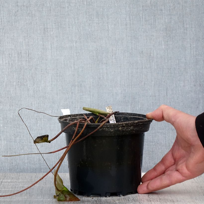 Nymphaea Barbara Davies Vaso da 1,5L/2L esemplare consegnato in primavera