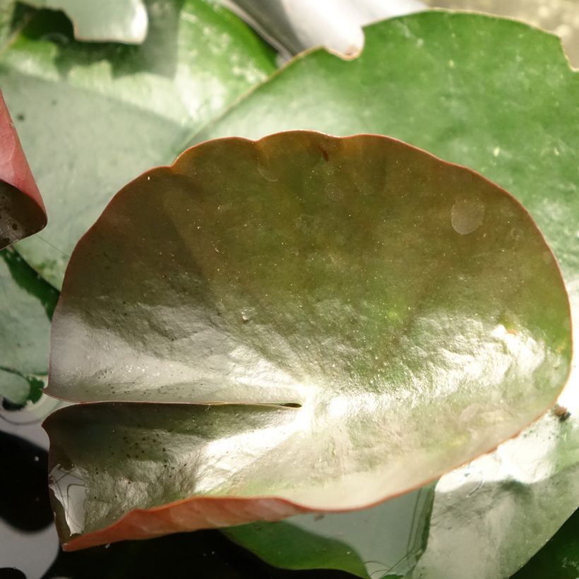 Nymphaea Black Princess (Fogliame)