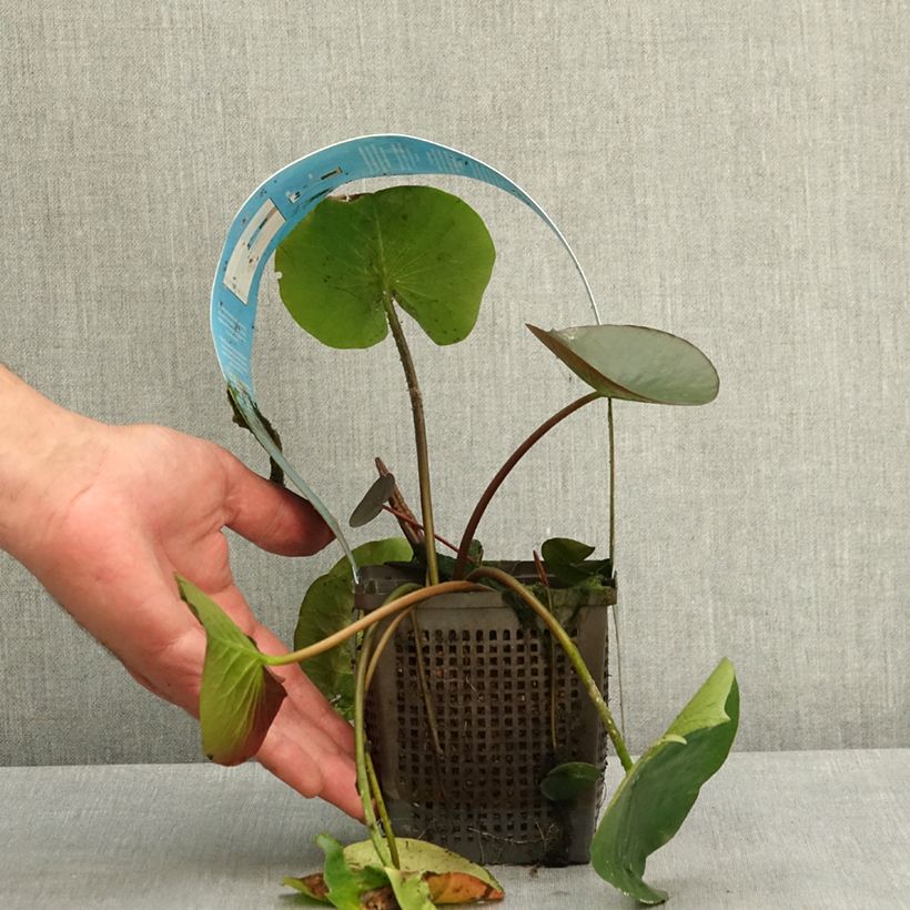 Nymphaea Black Princess Vaso da 1L/1,5L esemplare consegnato in primavera