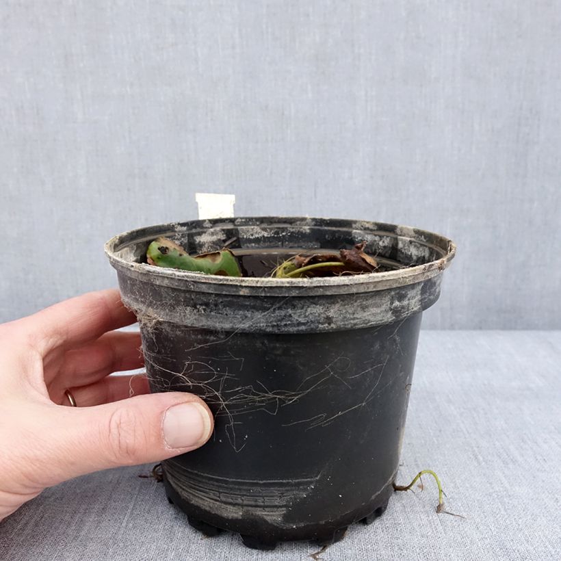 Nymphaea candida - Ninfea comune Vaso da 1,5L/2L esemplare consegnato in inverno