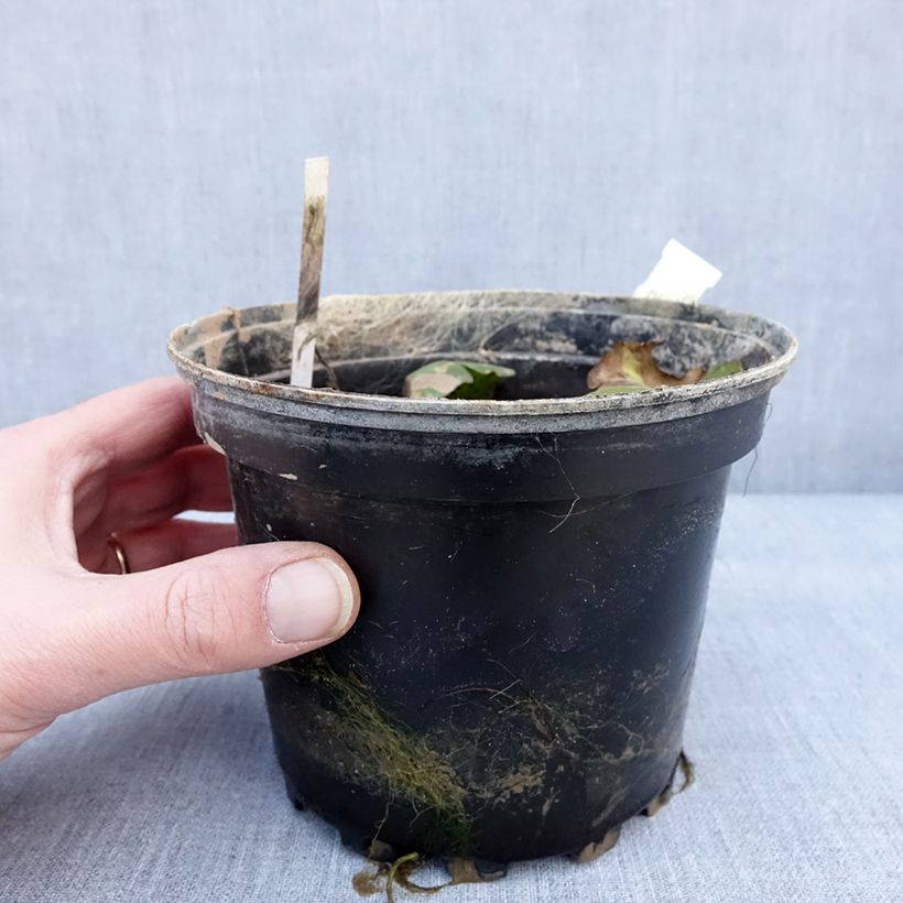 Nymphaea Carolina Sunset Vaso da 1,5L/2L esemplare consegnato in inverno