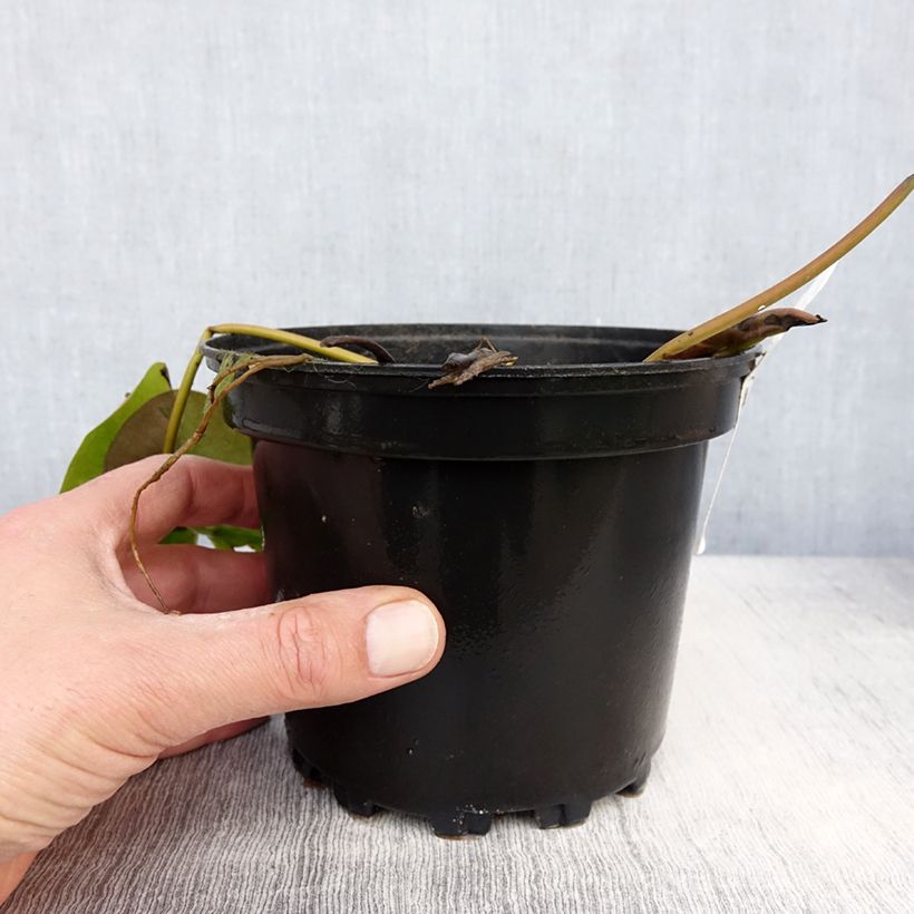 Nymphaea Celebration Vaso da 1,5L/2L esemplare consegnato in primavera