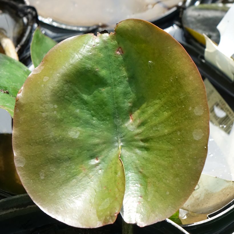 Nymphaea Celebration (Fogliame)