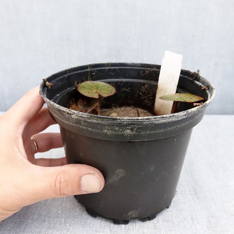 Esemplare di Nymphaea Charlene Strawn Vaso da 1,5L/2L come consegnato in autunno