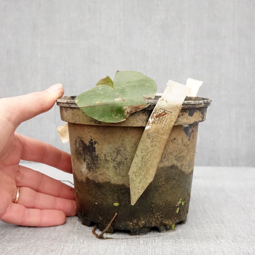 Nymphaea Charlene Strawn Vaso da 1,5L/2L esemplare consegnato in inverno