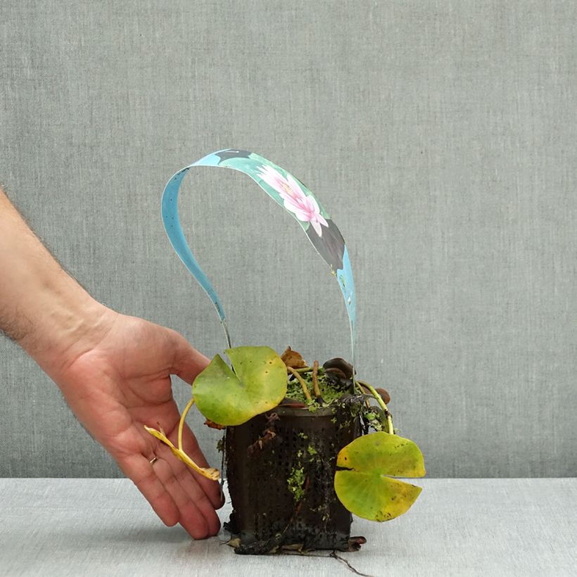 Esemplare di Nymphaea Charles de Meurville Vaso da 1L/1,5L come consegnato in autunno