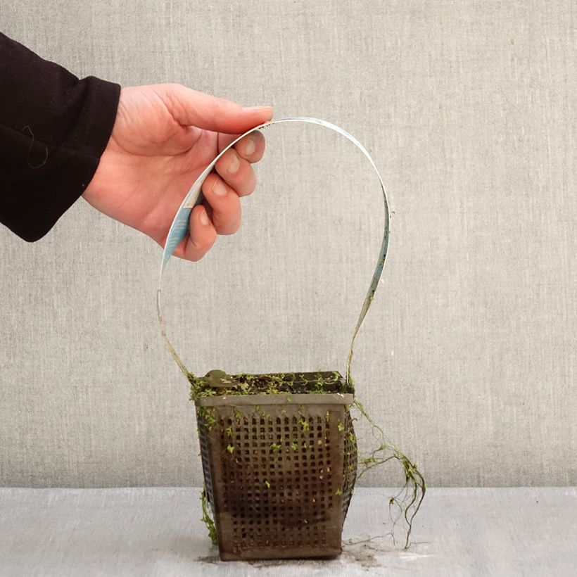 Nymphaea Charles de Meurville Vaso da 1L/1,5L esemplare consegnato in inverno