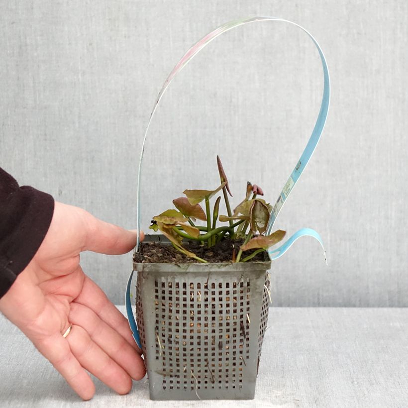 Nymphaea Charles de Meurville Vaso da 1L/1,5L esemplare consegnato in primavera