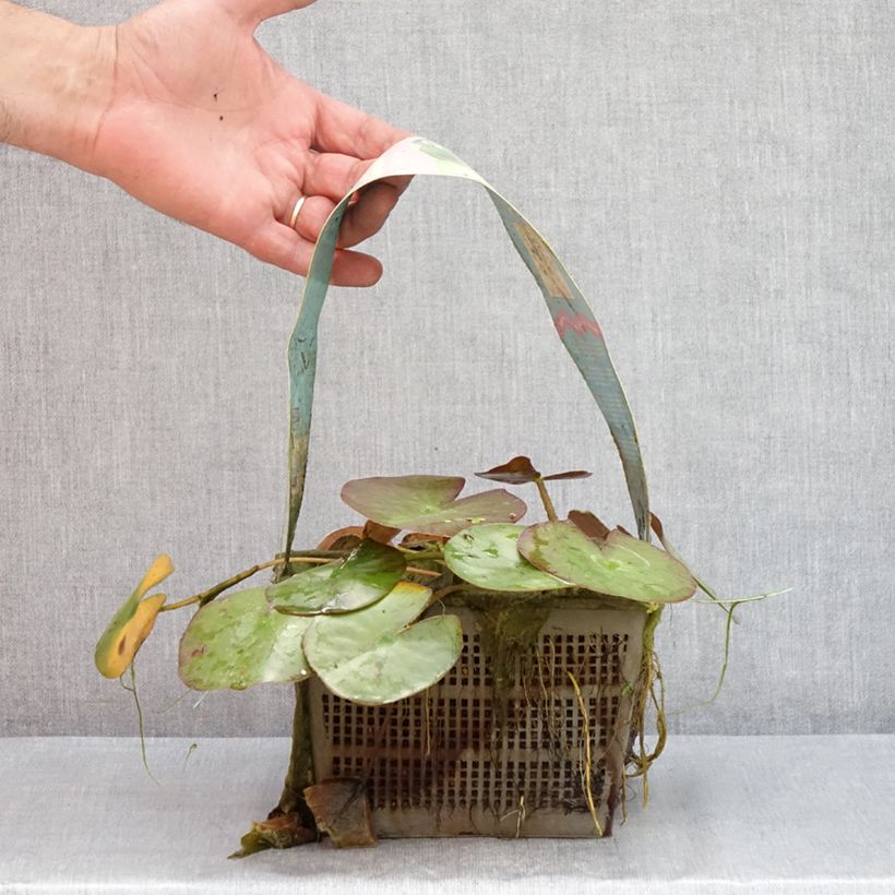 Esemplare di Nymphaea Clyde Ikins Vaso da 3L/4L consegnato in estate