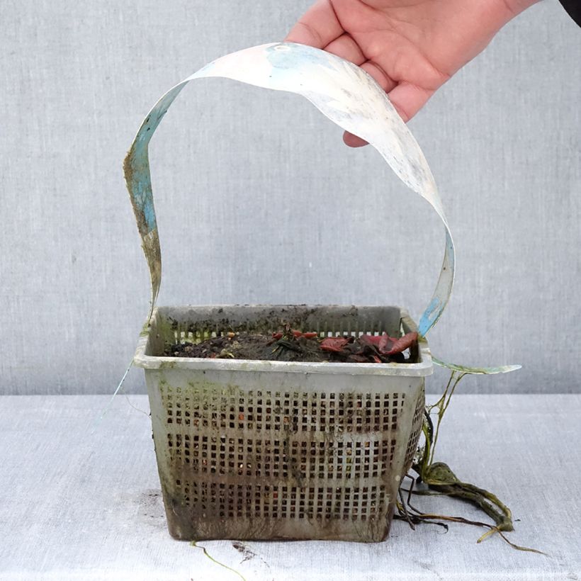 Nymphaea Clyde Ikins Vaso da 3L/4L esemplare consegnato in primavera