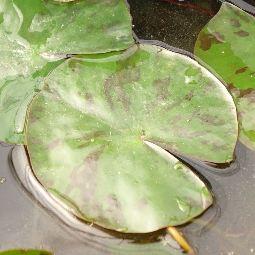 Nymphaea Colorado (Fogliame)