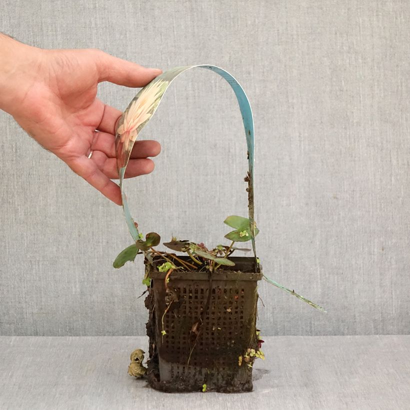 Esemplare di Nymphaea Colorado Vaso da 1L/1,5L come consegnato in autunno