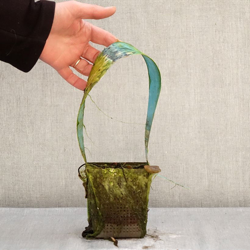 Nymphaea Colorado Vaso da 1L/1,5L esemplare consegnato in inverno