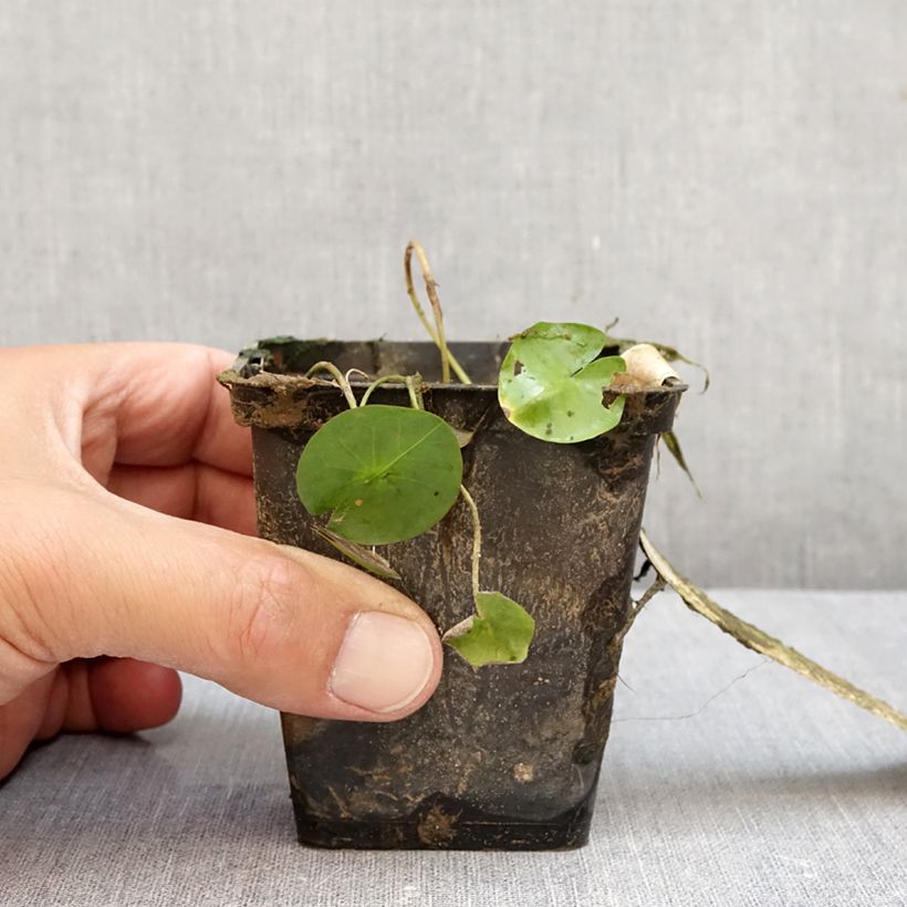 Esemplare di Nymphaea colorata - Ninfea tropicale diurna Vaso da 1,5L/2L come consegnato in autunno