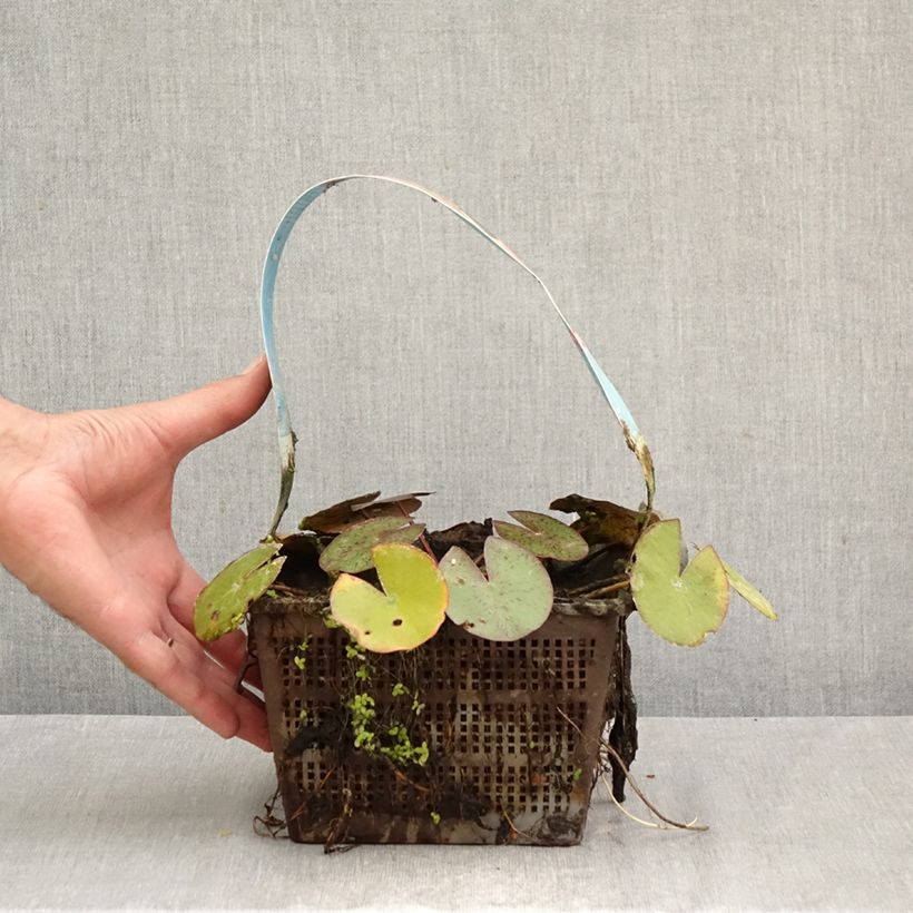 Esemplare di Nymphaea Comanche Vaso da 3L/4L come consegnato in autunno