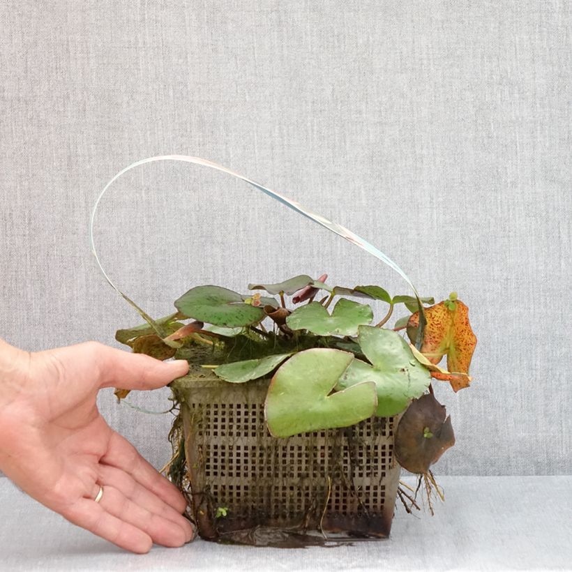 Esemplare di Nymphaea Comanche Vaso da 3L/4L consegnato in estate