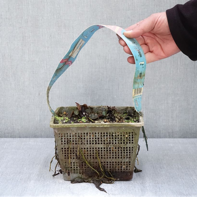 Nymphaea Comanche Vaso da 3L/4L esemplare consegnato in primavera