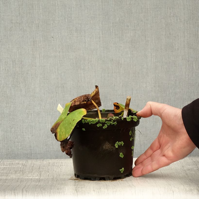 Esemplare di Nymphaea Conqueror Vaso da 1,5L/2L come consegnato in autunno