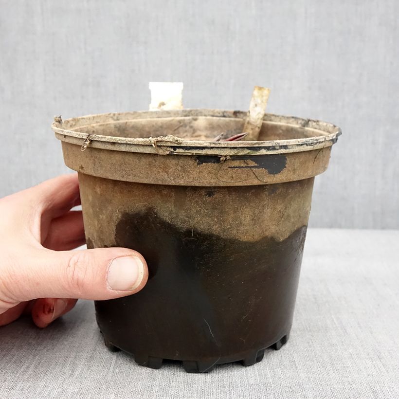 Nymphaea Conqueror Vaso da 1,5L/2L esemplare consegnato in inverno