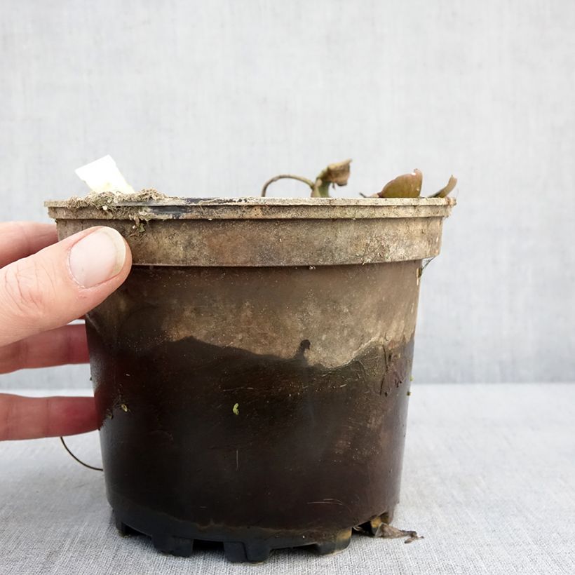 Nymphaea Cynthia Ann Vaso da 1,5L/2L esemplare consegnato in inverno