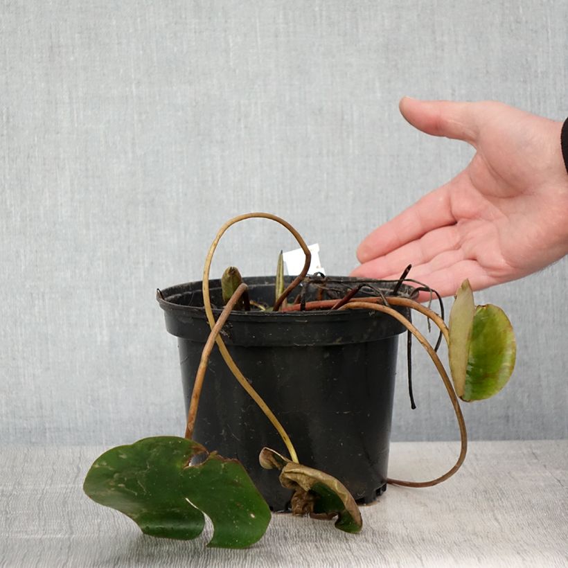 Nymphaea Cynthia Ann Vaso da 1,5L/2L esemplare consegnato in primavera