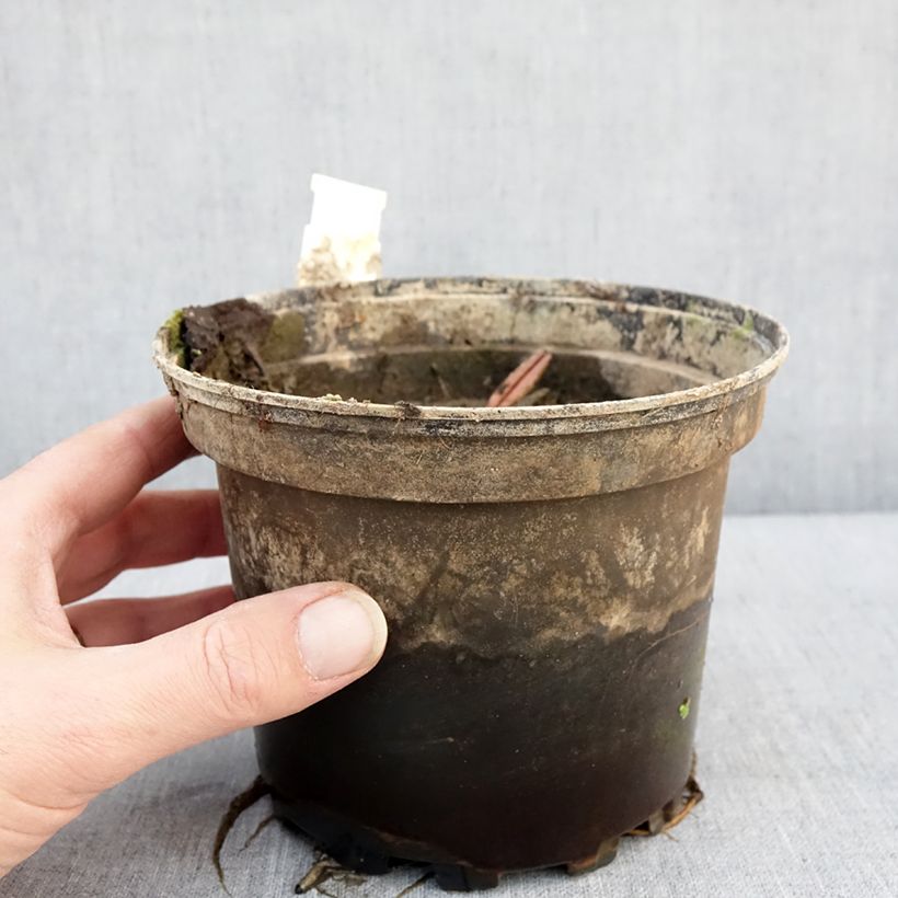 Nymphaea Dahlia Vaso da 1,5L/2L esemplare consegnato in inverno