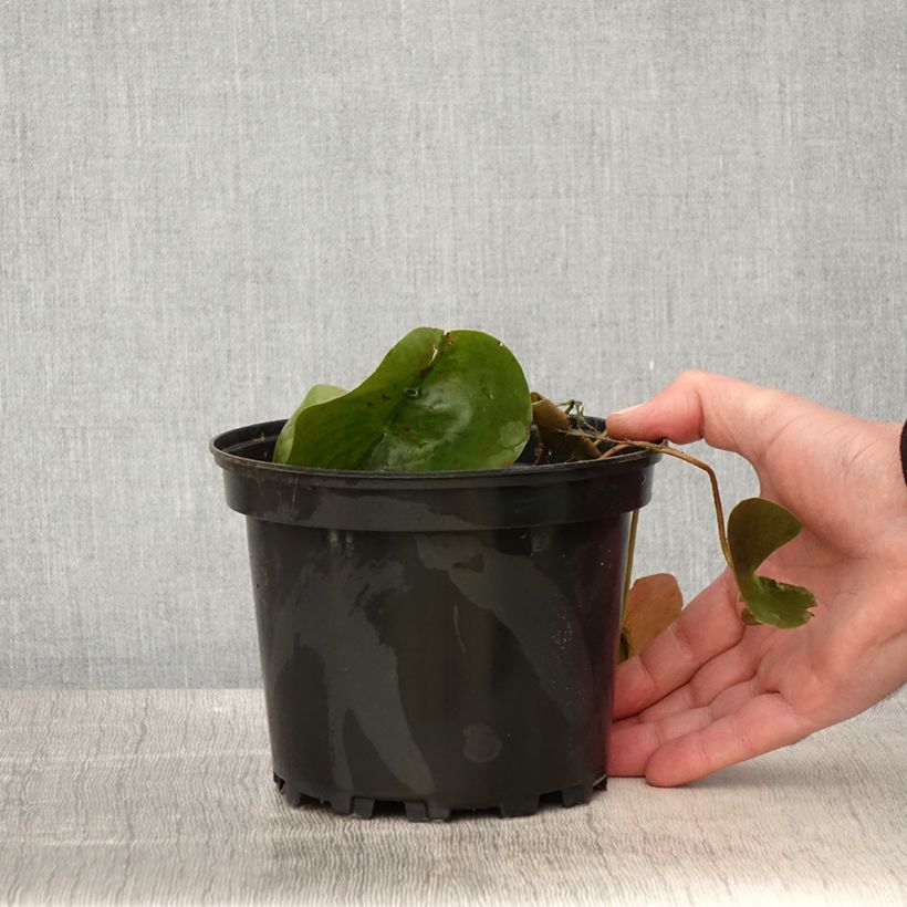 Nymphaea Dahlia Vaso da 1,5L/2L esemplare consegnato in primavera