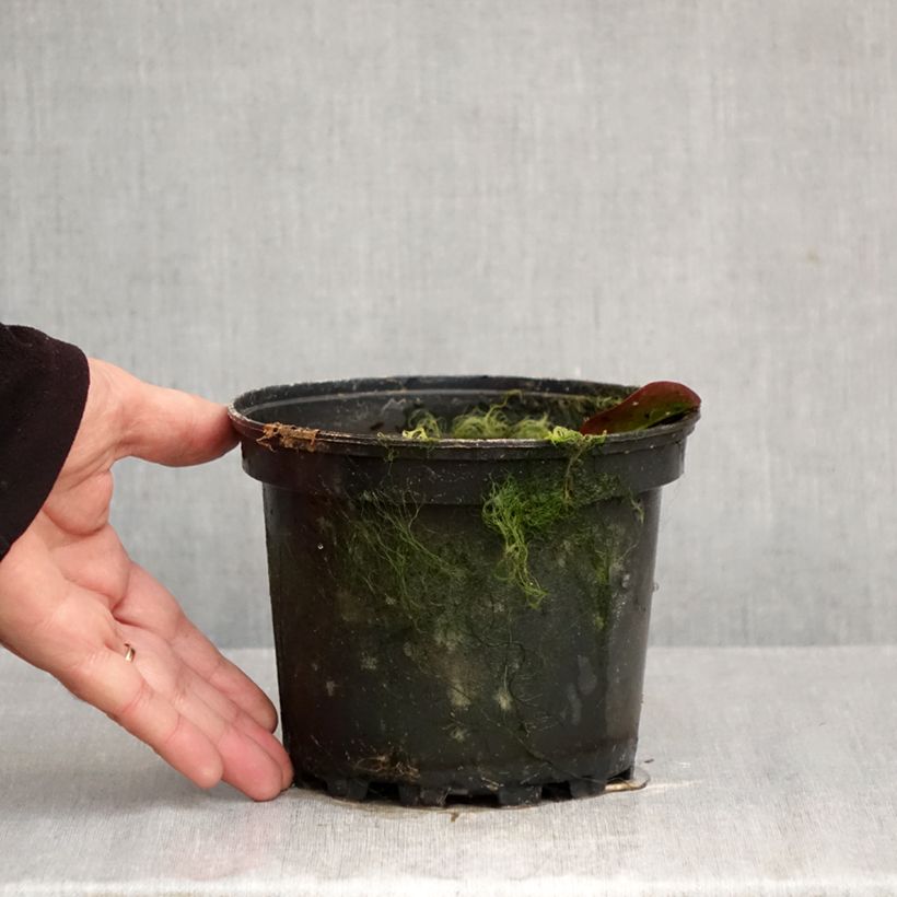 Esemplare di Nymphaea Darwin Vaso da 1,5L/2L come consegnato in autunno