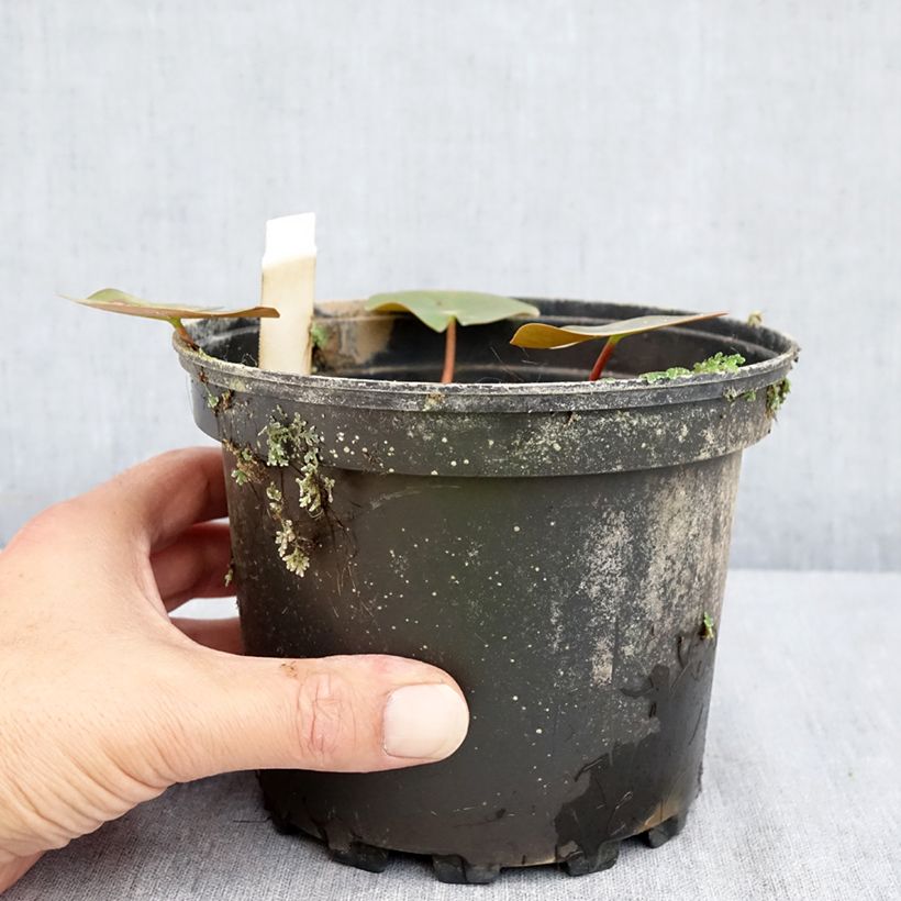 Esemplare di Nymphaea Darwin Vaso da 1,5L/2L consegnato in estate