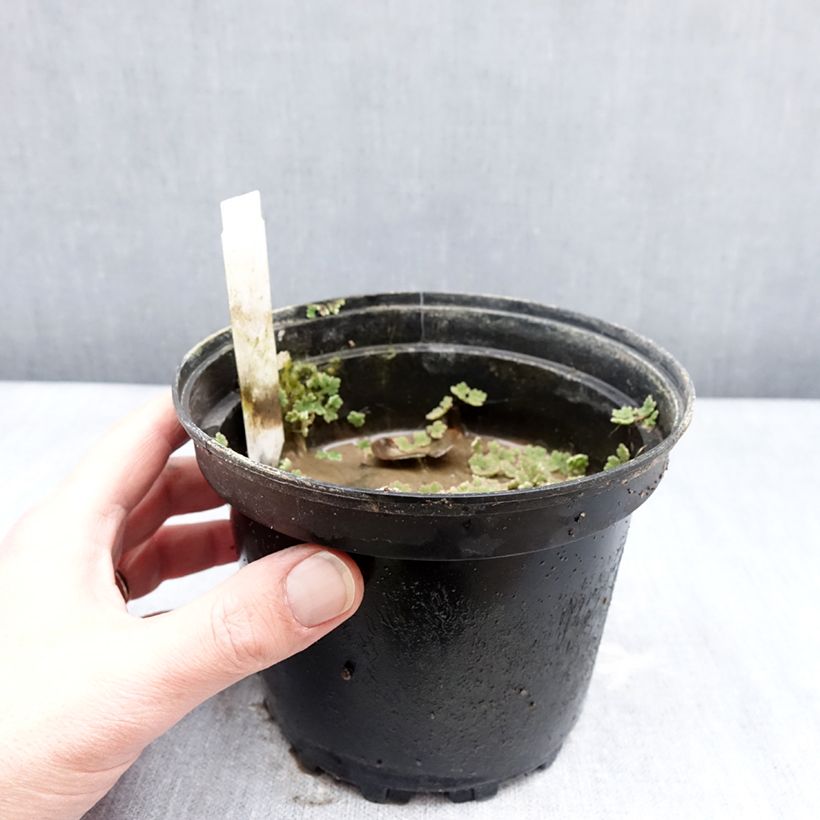 Nymphaea Darwin Vaso da 1,5L/2L esemplare consegnato in inverno