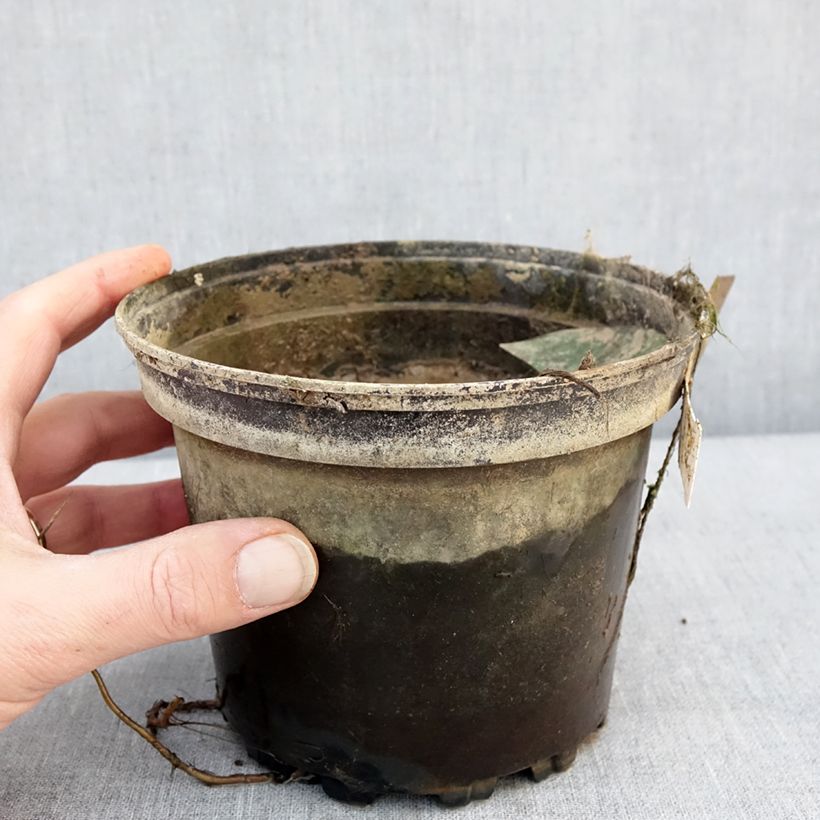 Nymphaea Denver Vaso da 1,5L/2L esemplare consegnato in inverno