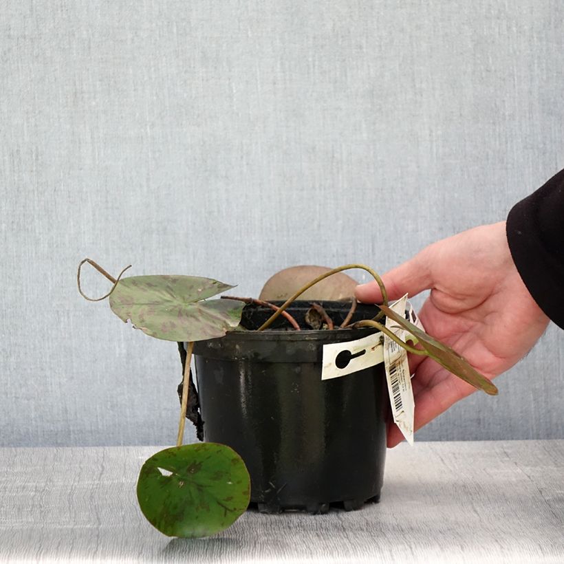 Nymphaea Denver Vaso da 1,5L/2L esemplare consegnato in primavera