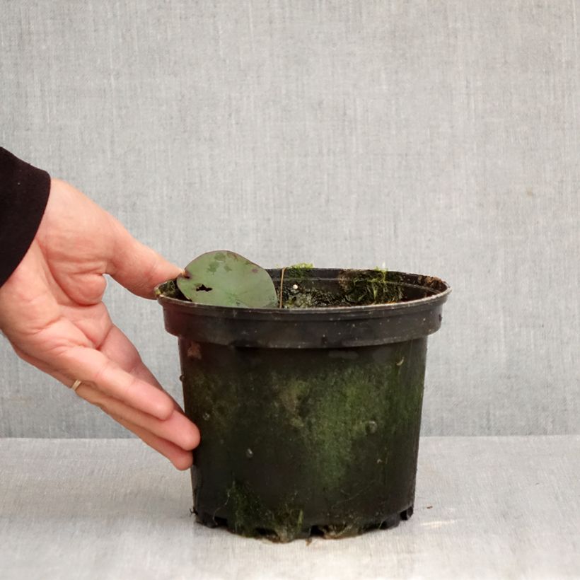 Esemplare di Nymphaea Double Yellow Vaso da 1,5L/2L come consegnato in autunno