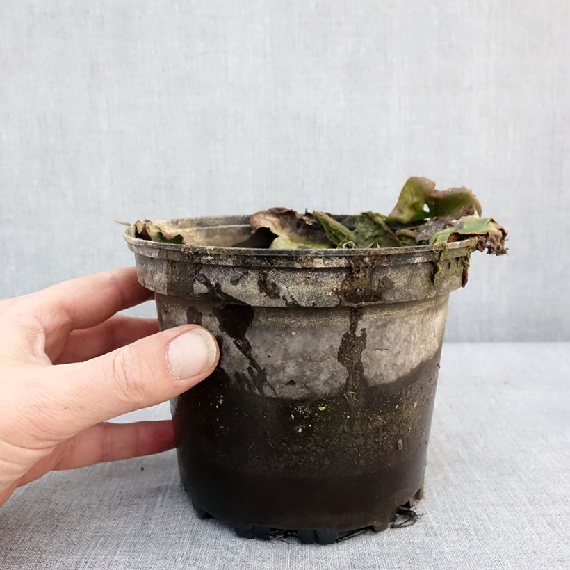 Nymphaea Ellisiana Vaso da 1,5L/2L esemplare consegnato in inverno