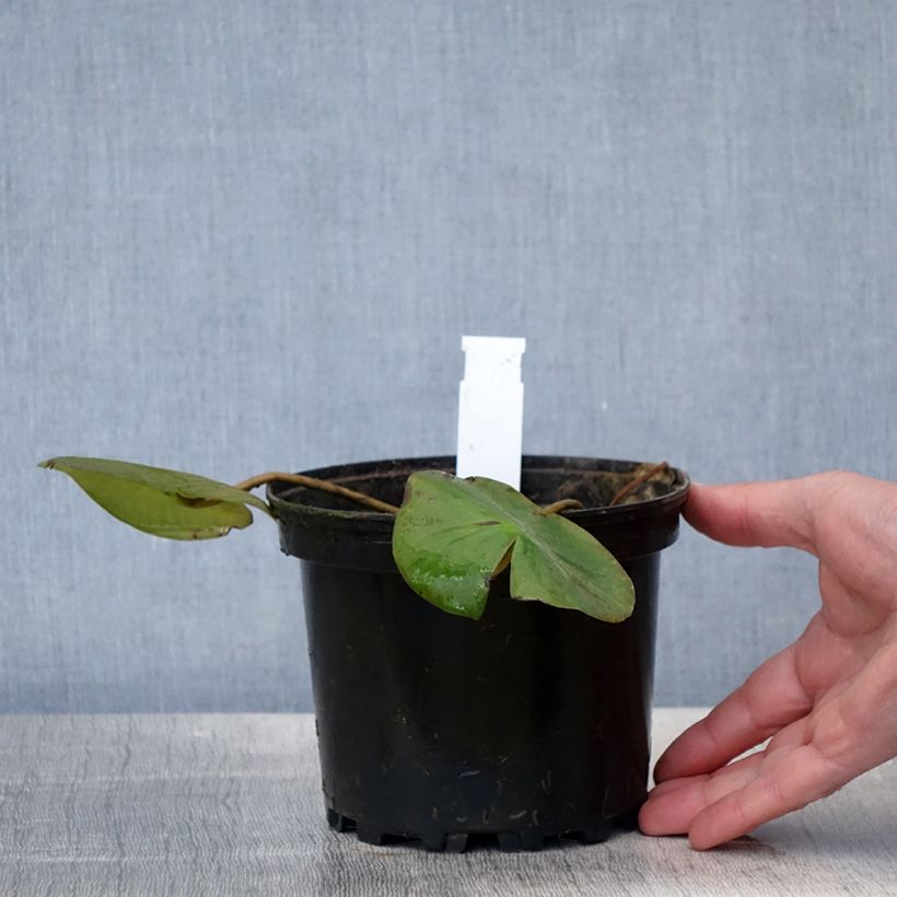 Nymphaea Ellisiana Vaso da 1,5L/2L esemplare consegnato in primavera