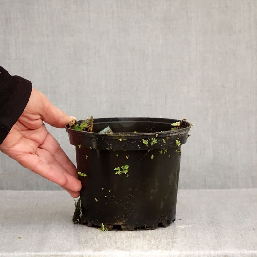 Esemplare di Nymphaea Eros Vaso da 1,5L/2L come consegnato in autunno