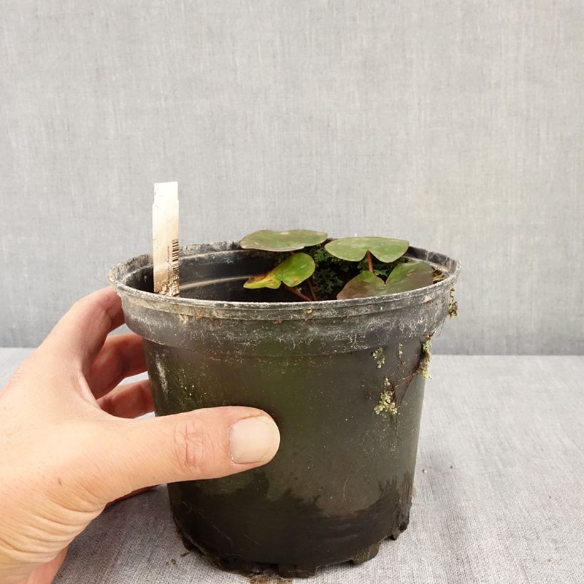 Esemplare di Nymphaea Eros Vaso da 1,5L/2L consegnato in estate