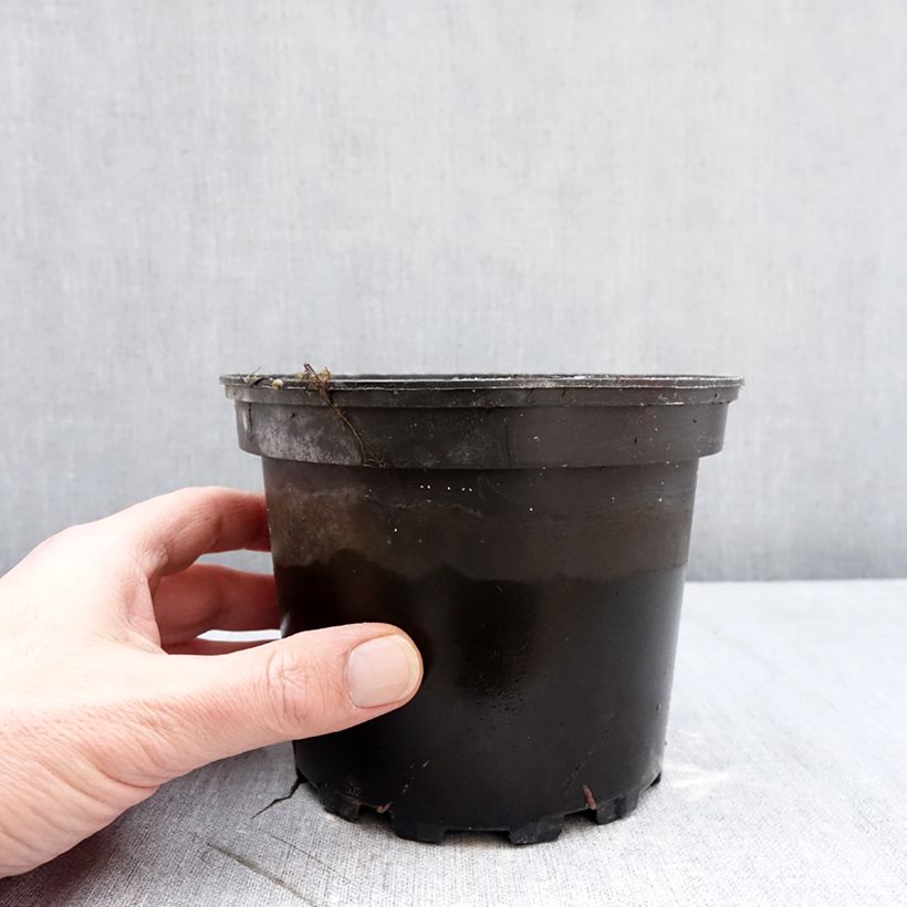 Nymphaea Eros Vaso da 1,5L/2L esemplare consegnato in inverno