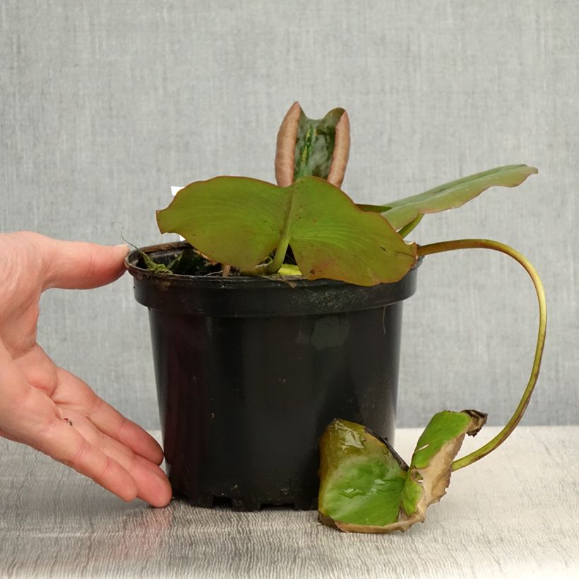 Nymphaea Escarboucle Vaso da 1,5L/2L esemplare consegnato in primavera