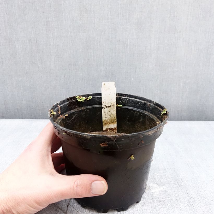 Nymphaea Escarboucle Vaso da 1,5L/2L esemplare consegnato in inverno